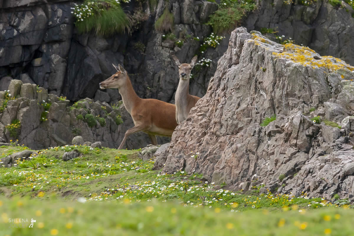 Red Deer.jpg - Inishtrahull